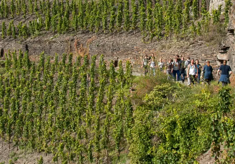Œnotourisme de Condrieu à la Côte-Rôtie : coteaux sous influence romaine